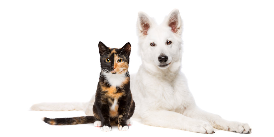 De-stressing with Dogs and Cats: A happy dog and cat pose together.