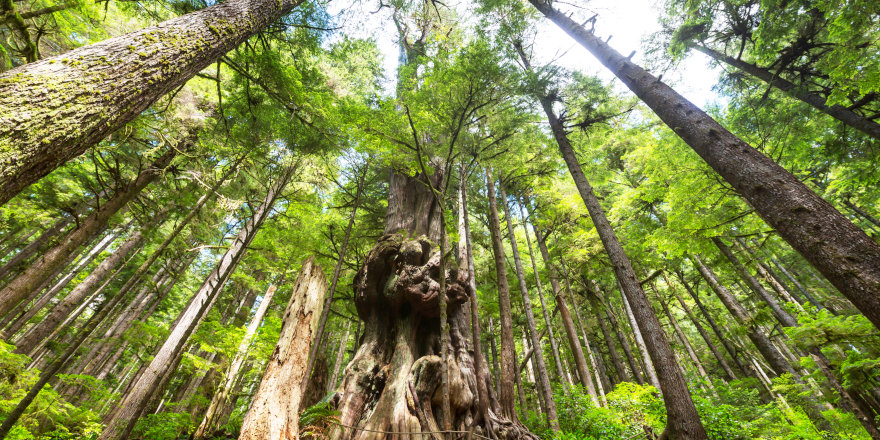 Massive, vibrant trees in a Vancouver rain forest in British Columbia.