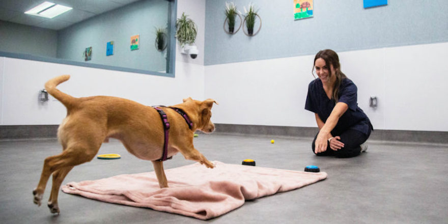  UBC’s New Canine Lab Seeks Four-Legged Research Participants 