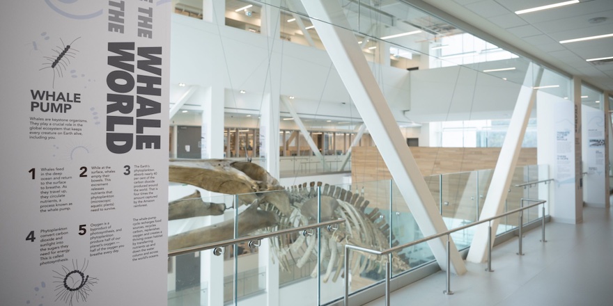  Memorial University Opens New Blue Whale Interpretive Exhibit 
