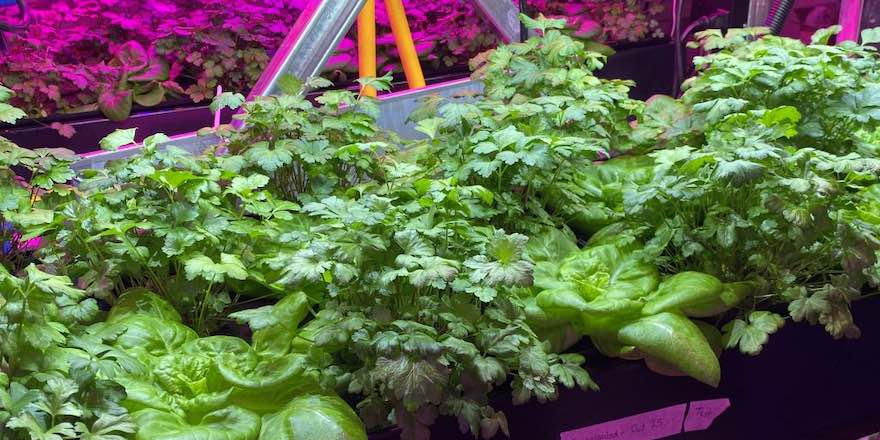  UFV Leading the Charge Toward Vertical Agriculture 